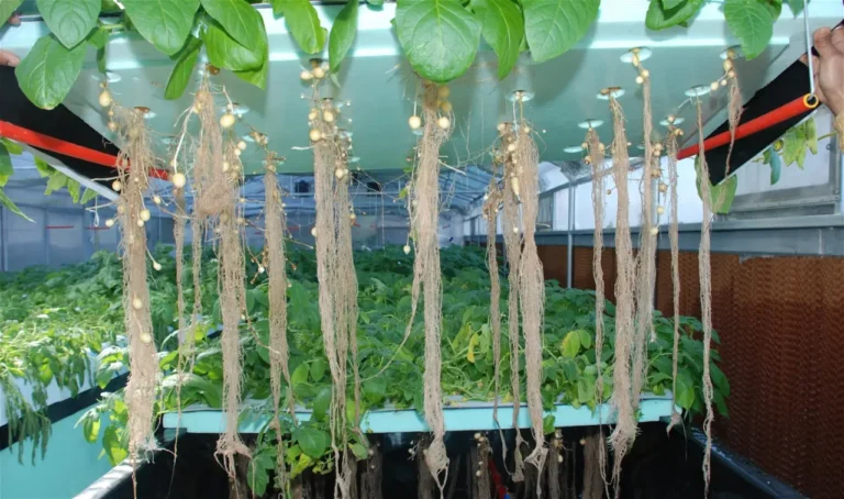 aeroponics-technology-nepal-aeroponics-farming-tatokhabar