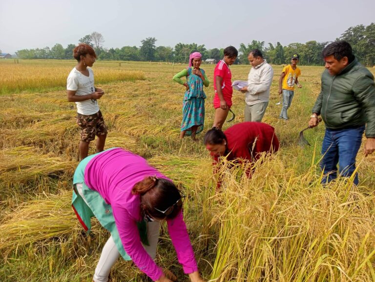 paddy-rice-cutting