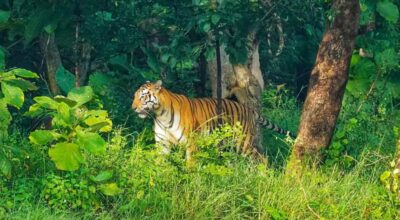 tiger-chitawon-national-conservation-area-nepal-chitawon-news-tatokhabar-tattatokhabar-khabar