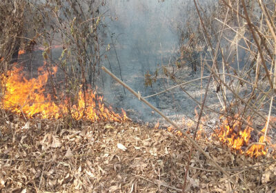 dadhelo-nawalpur-forest-fire