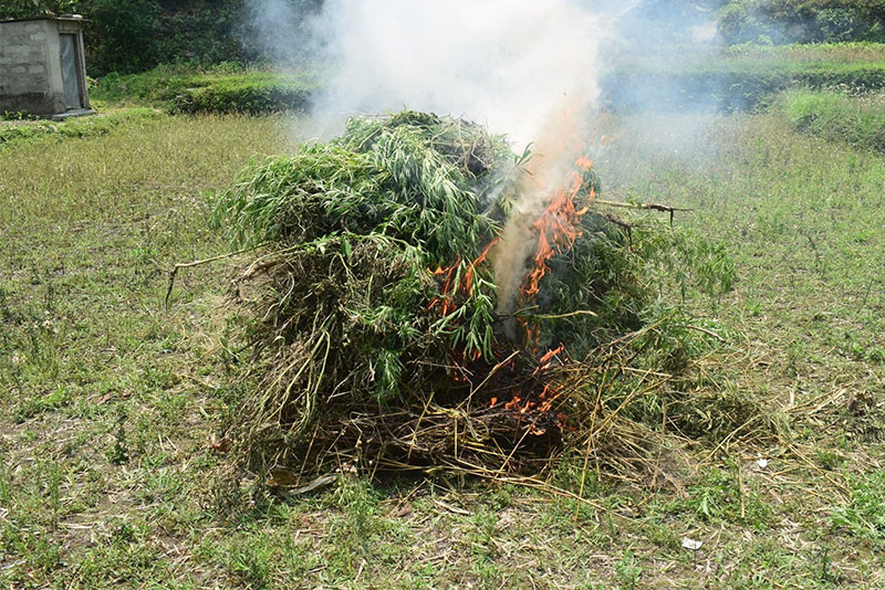 ganja-fadani-bhanga