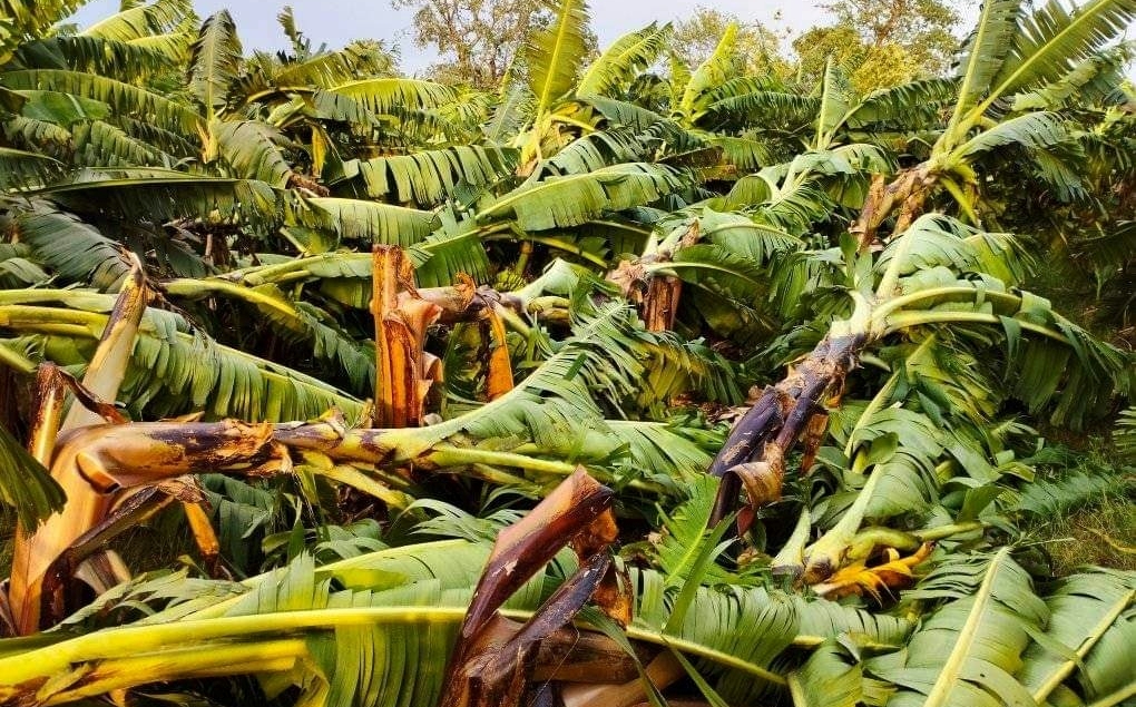 banana-damage-due-to-havey-strome-in-chitawon