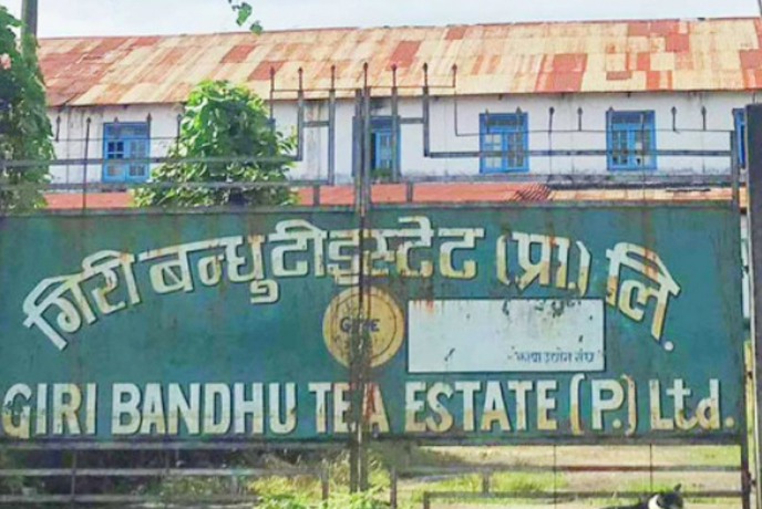 giri-bandhu-tea-state