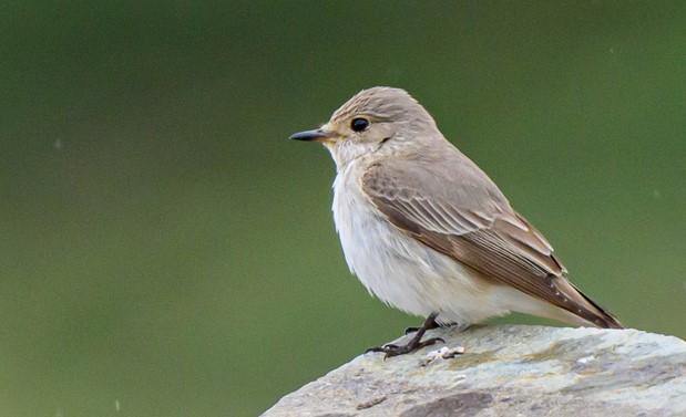 Spotted Flycatcher