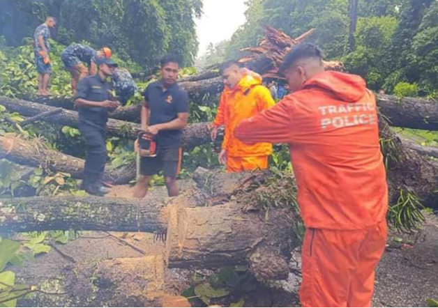 narayanghad-mugling-road-tree-down